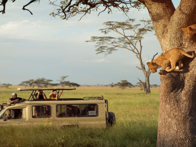 viewing_tree_climbing_lions_on_a_game_drive_in_the_serengeti_np_tanzania_with_g_adventures-scaled